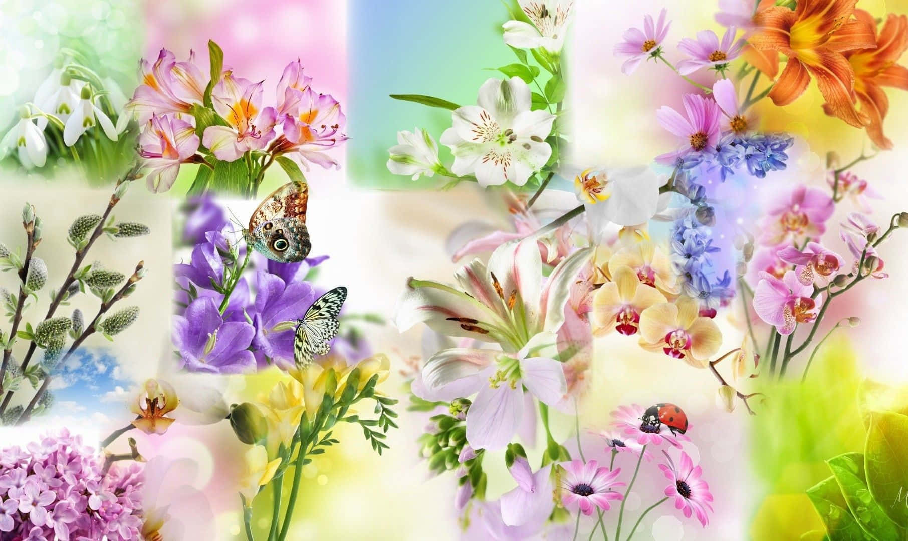 En samling af blomster og sommerfugle Wallpaper