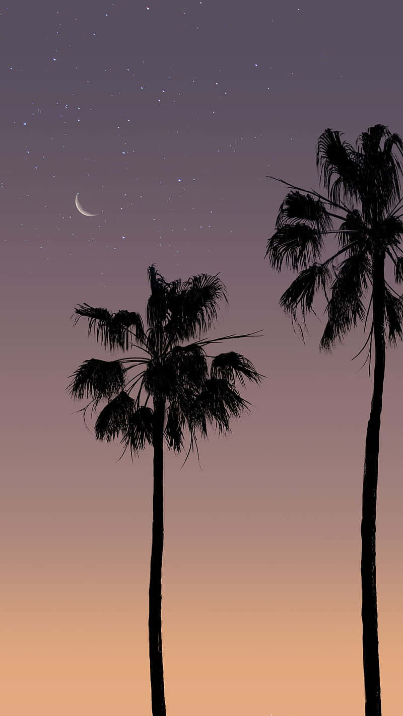 Pastel Sunset Palmsand Crescent Moon Wallpaper