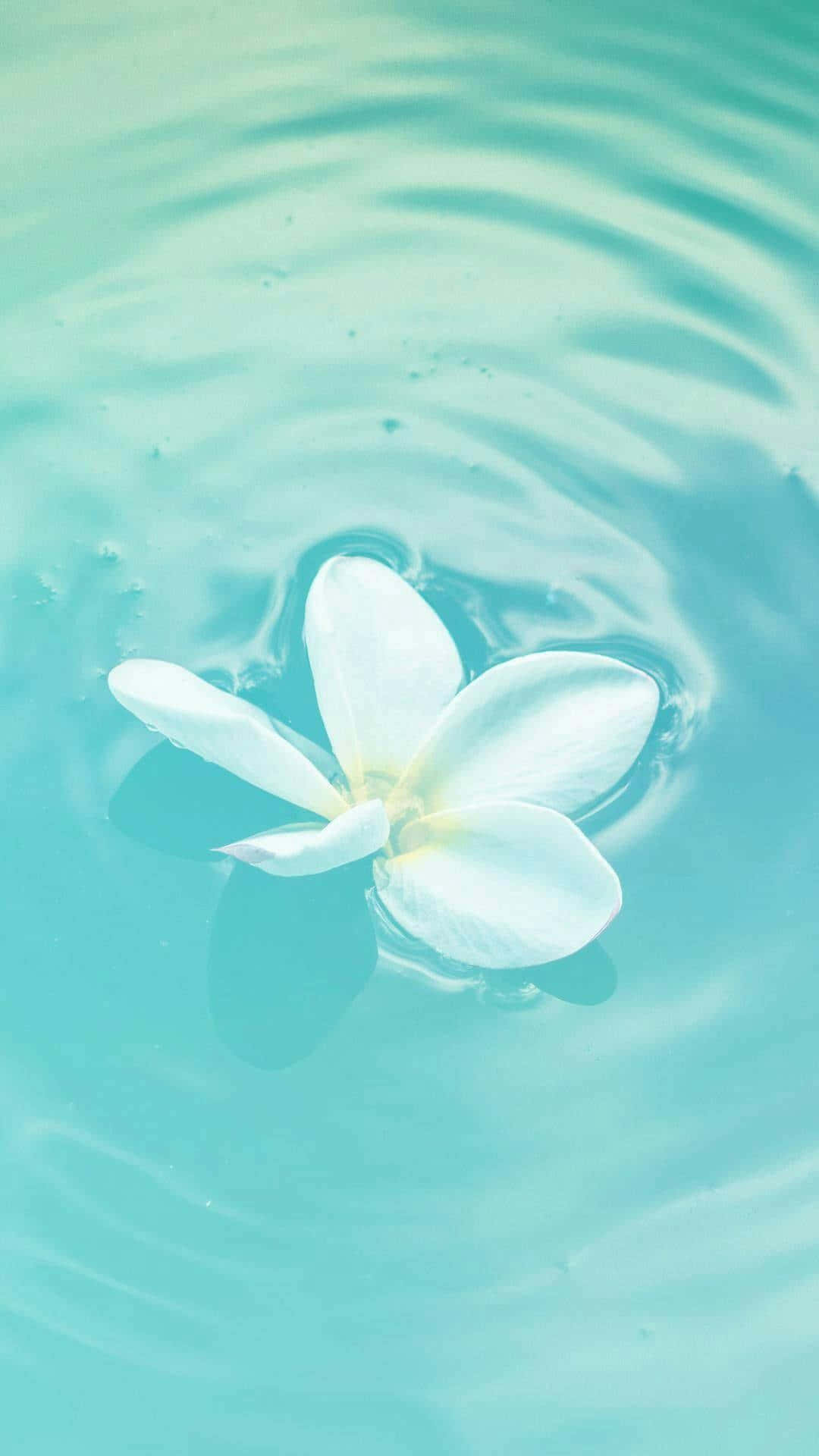 Pastel Teal Waterwith White Flower Wallpaper