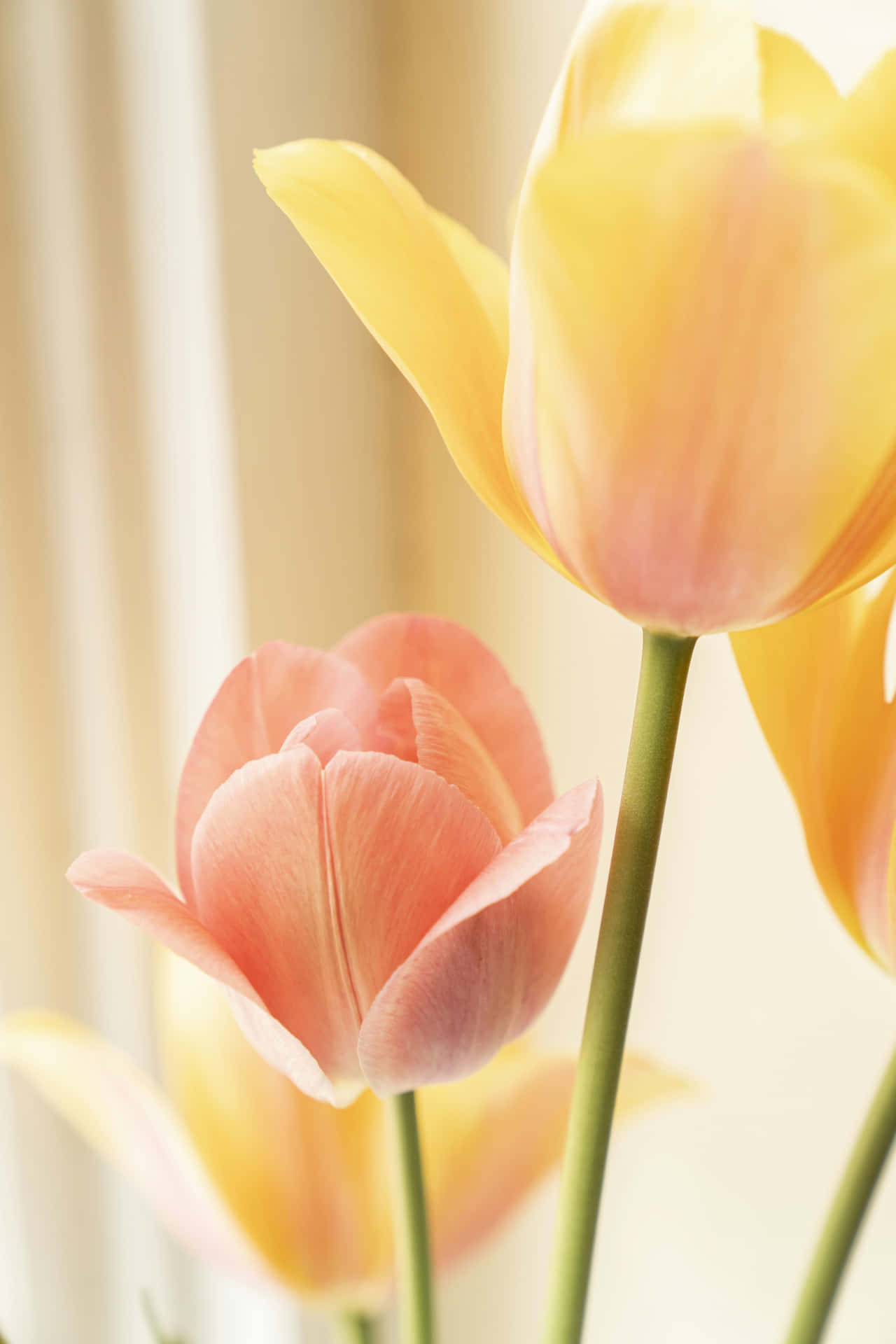 Pastel Tulips Sunlit Beauty Wallpaper