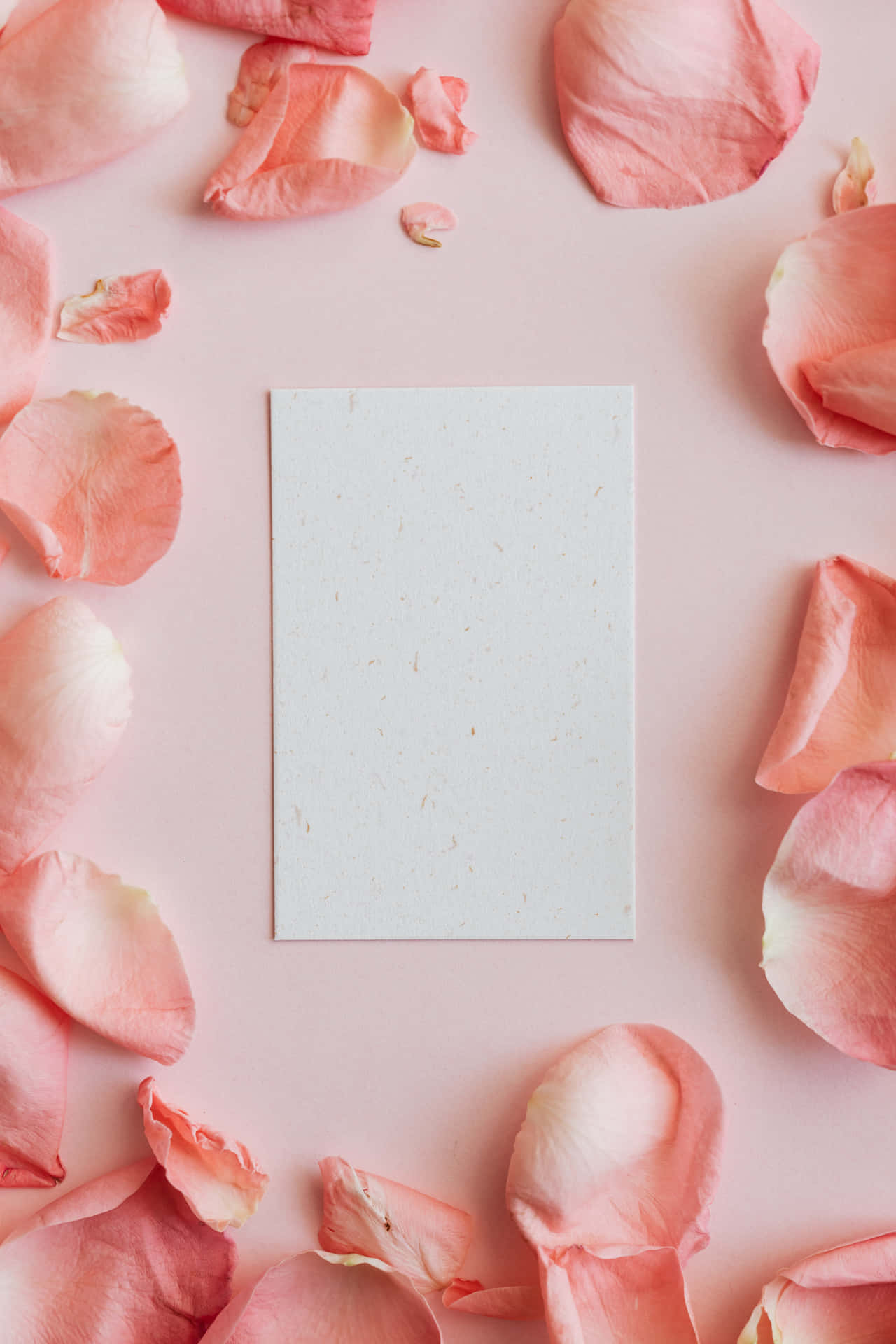A Blank Paper Is Surrounded By Pink Rose Petals Wallpaper