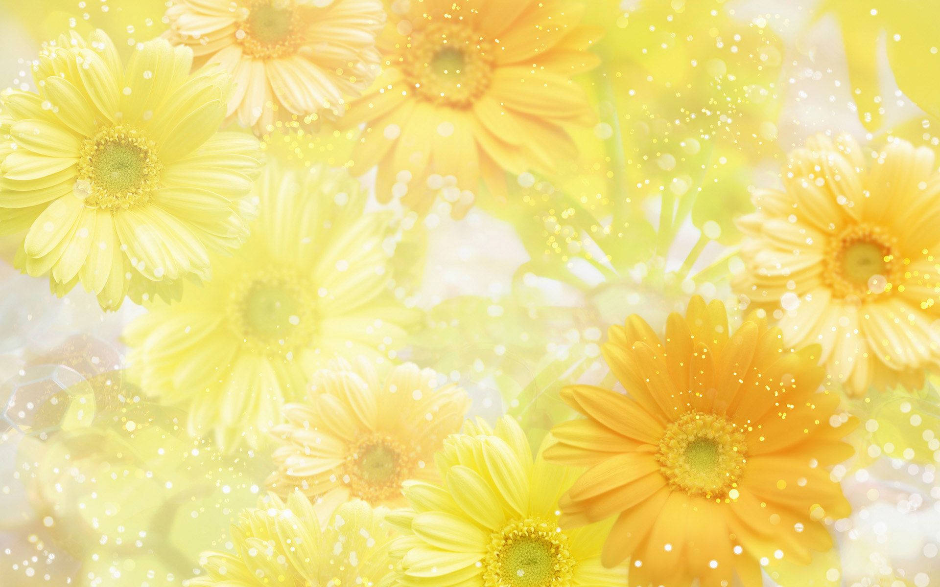 Pastel Yellow Chrysanthemum Flowers Wallpaper