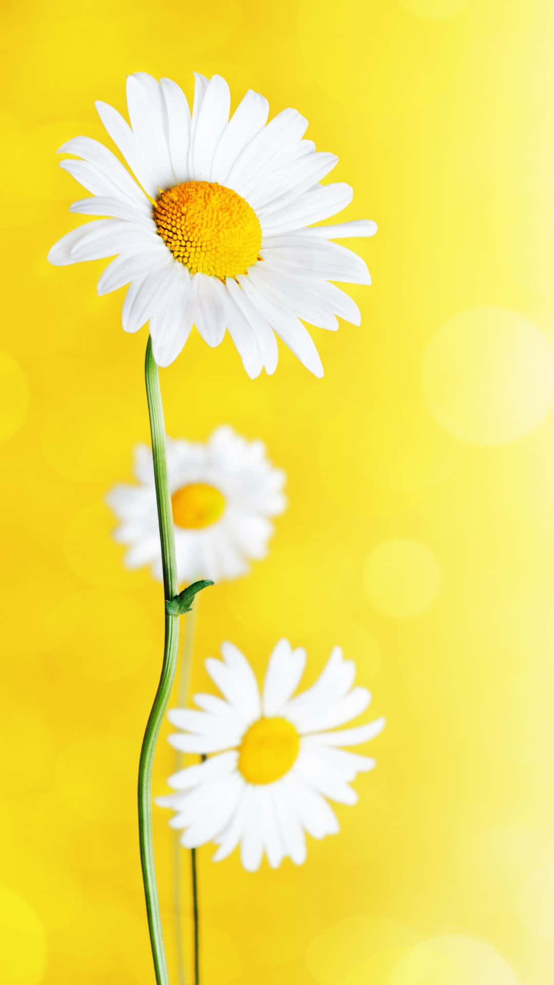 Pastel Yellow Daisy Delight.jpg Wallpaper