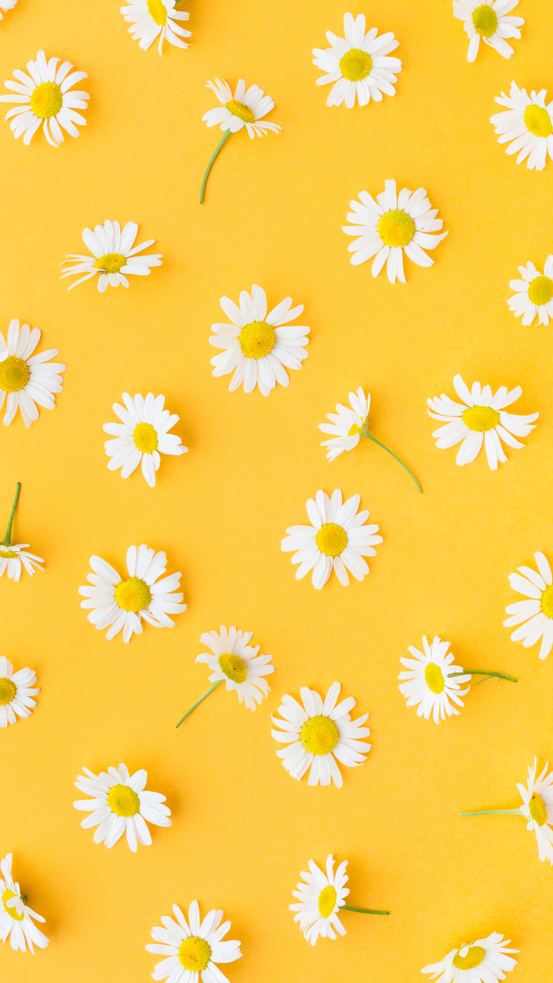 Pastel Yellow Daisy Pattern Wallpaper