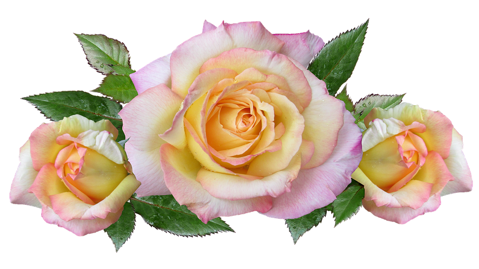 Pastel Yellow Pink Roses Transparent Background PNG
