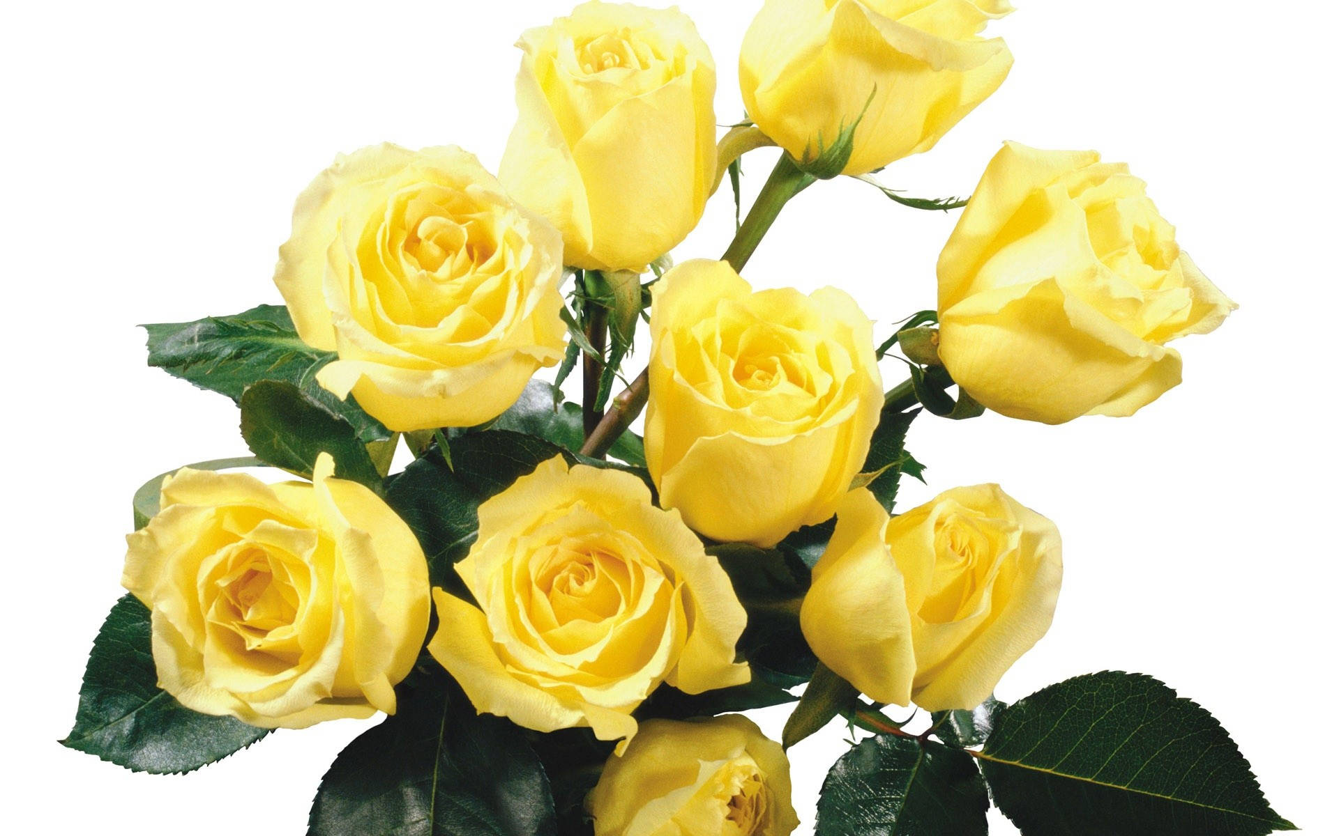 Pastel Yellow Roses Bouquet Wallpaper