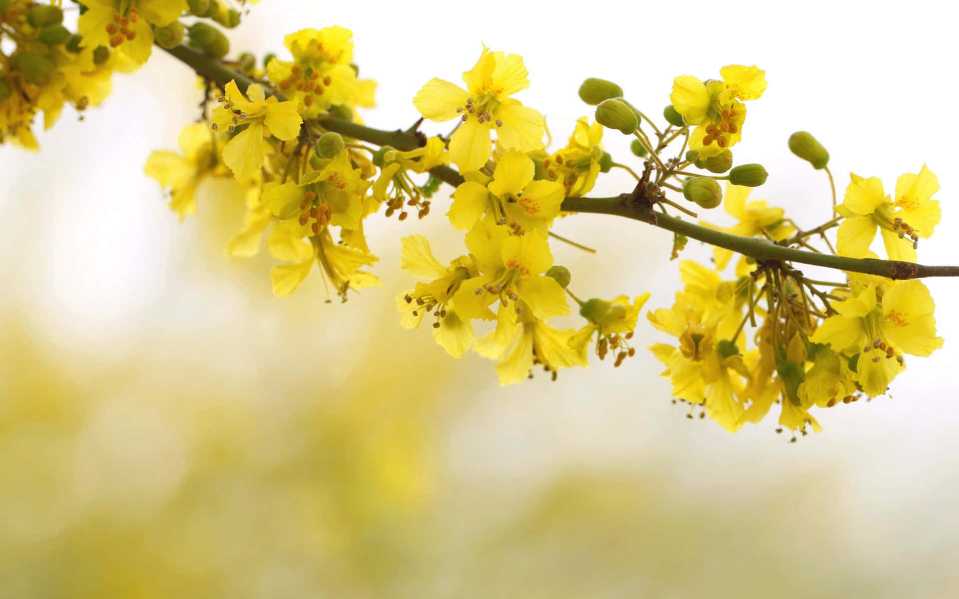 Pastel Yellow Spring Blossoms Wallpaper