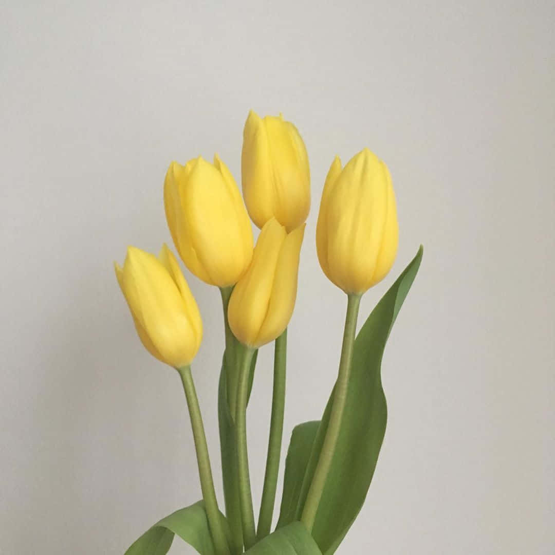 Pastel Yellow Tulips Aesthetic Wallpaper