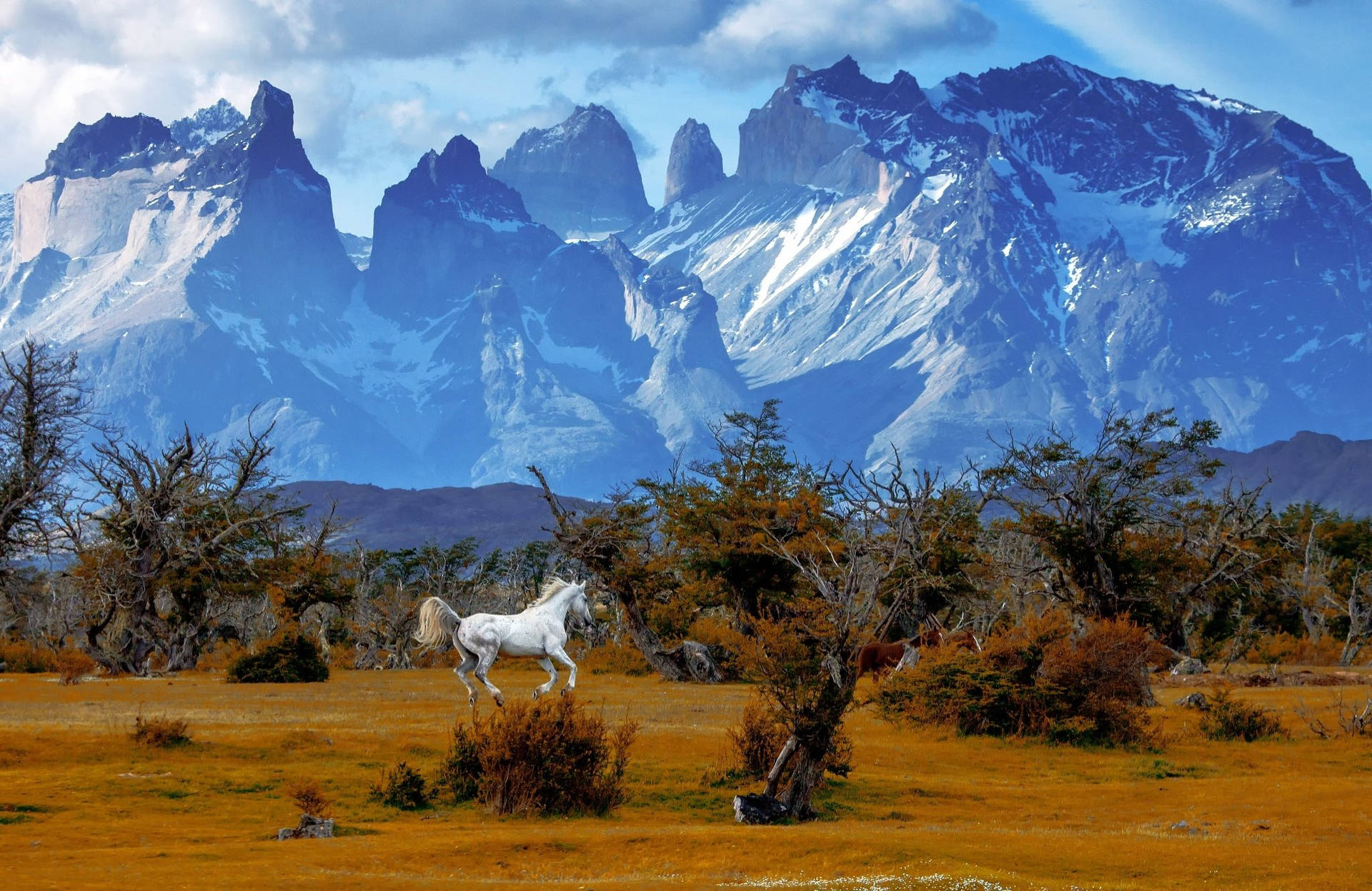 Cavaloda Patagônia Nas Montanhas Chilenas. Papel de Parede