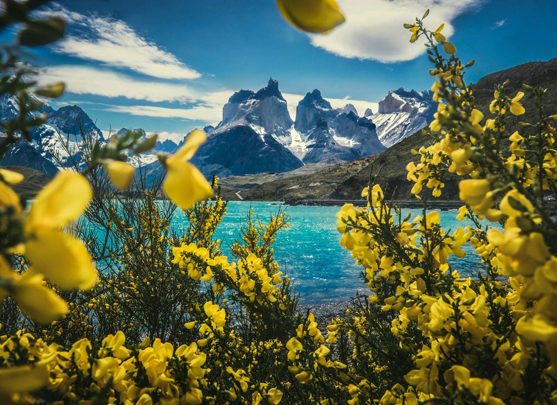 Patagonia View With Yellow Flowers