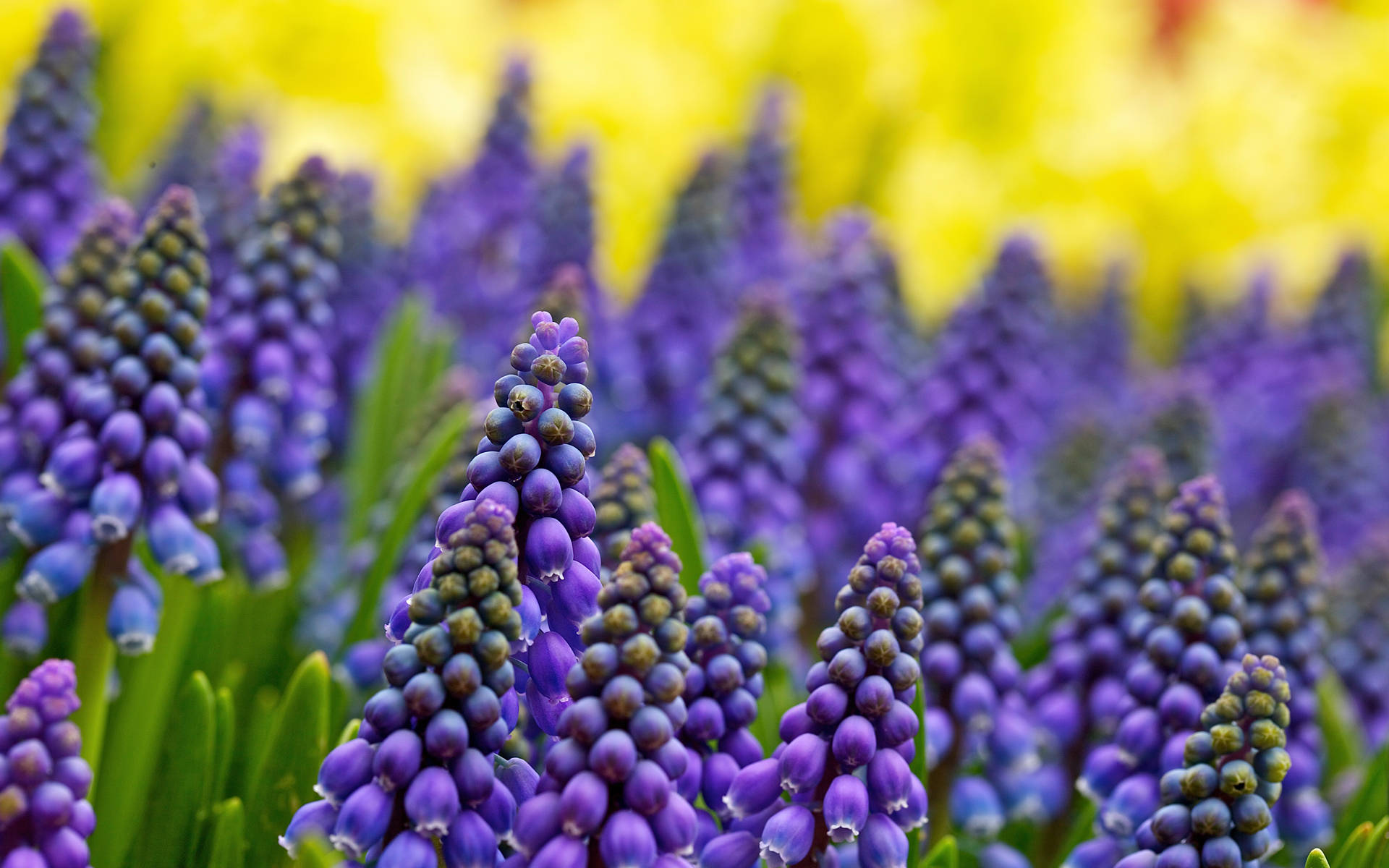 Patch Of Grape Hyacinth Flowers Wallpaper