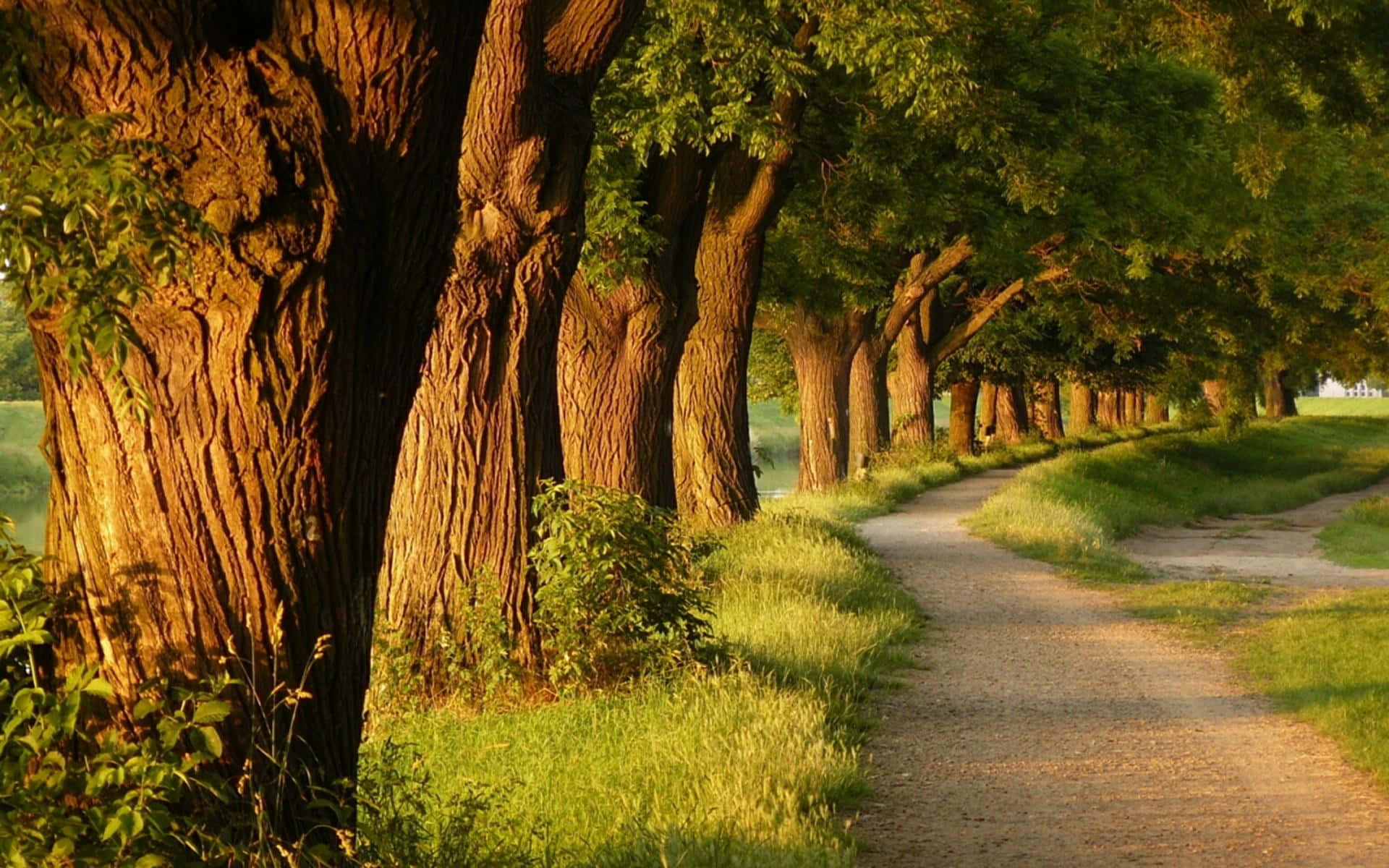 Path By The Big Trees Wallpaper