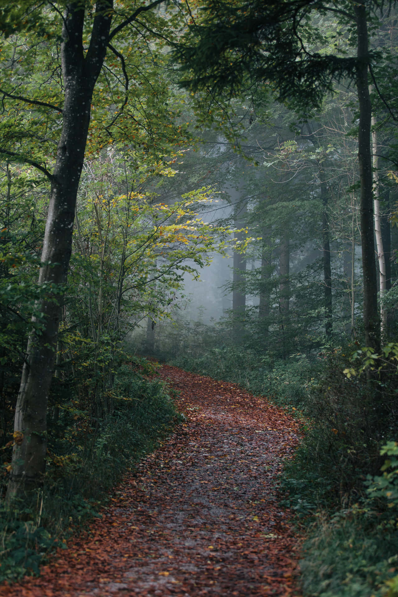 Captivating Path through Foggy Forest Wallpaper