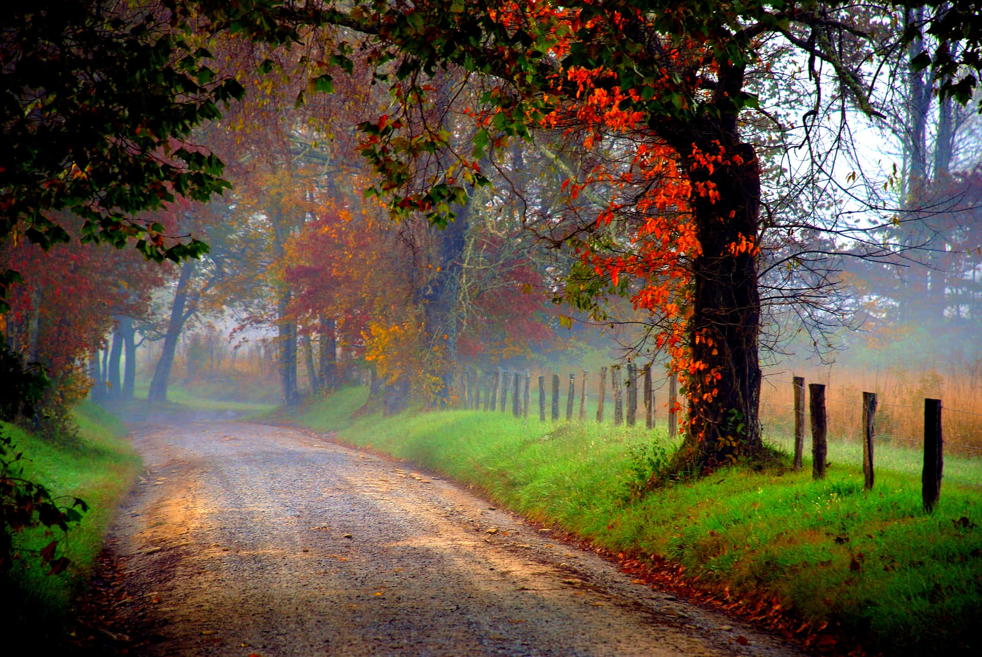 Path In A Misty Autumn Wallpaper