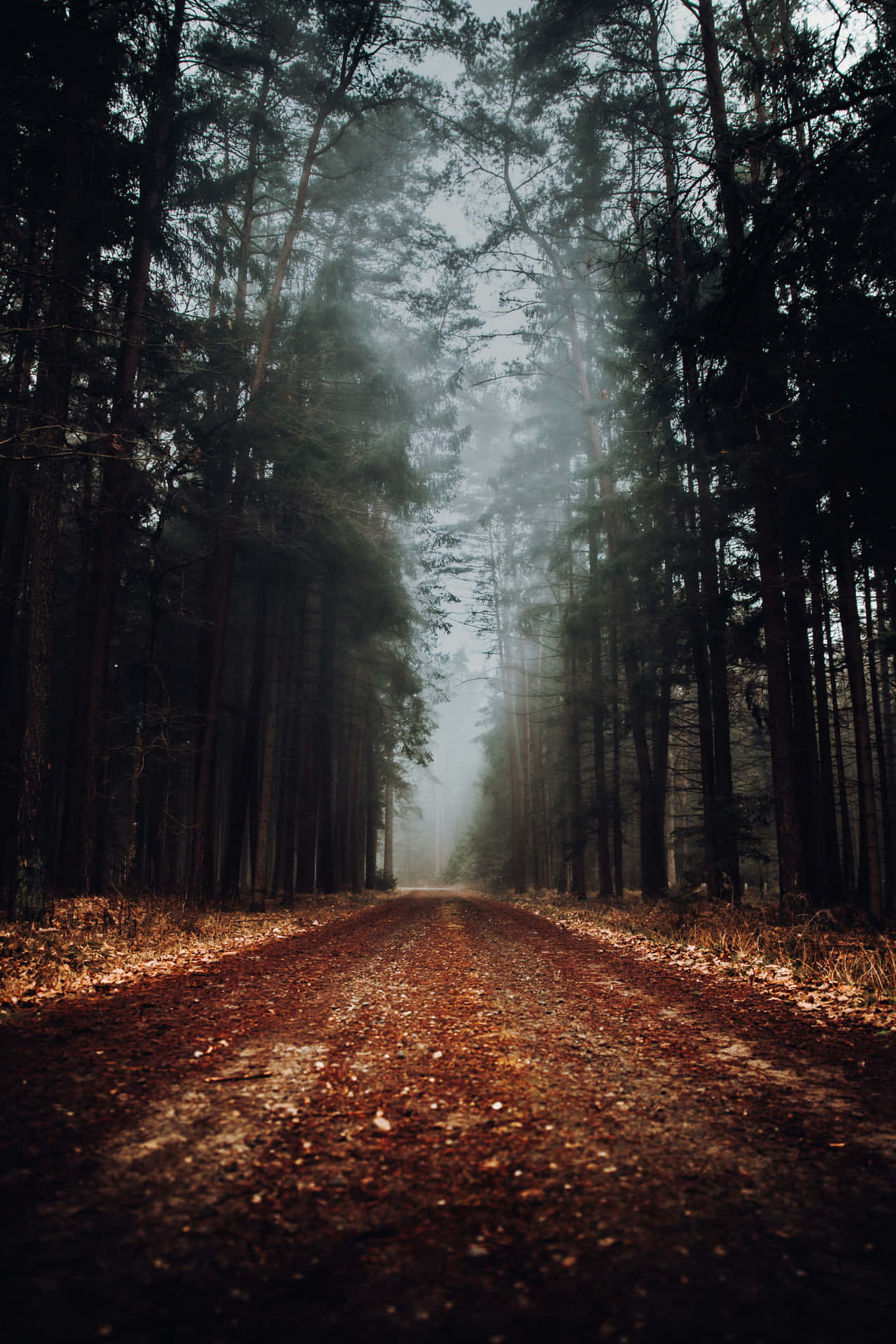 Caminhoem Uma Floresta Envolta Em Neblina Papel de Parede