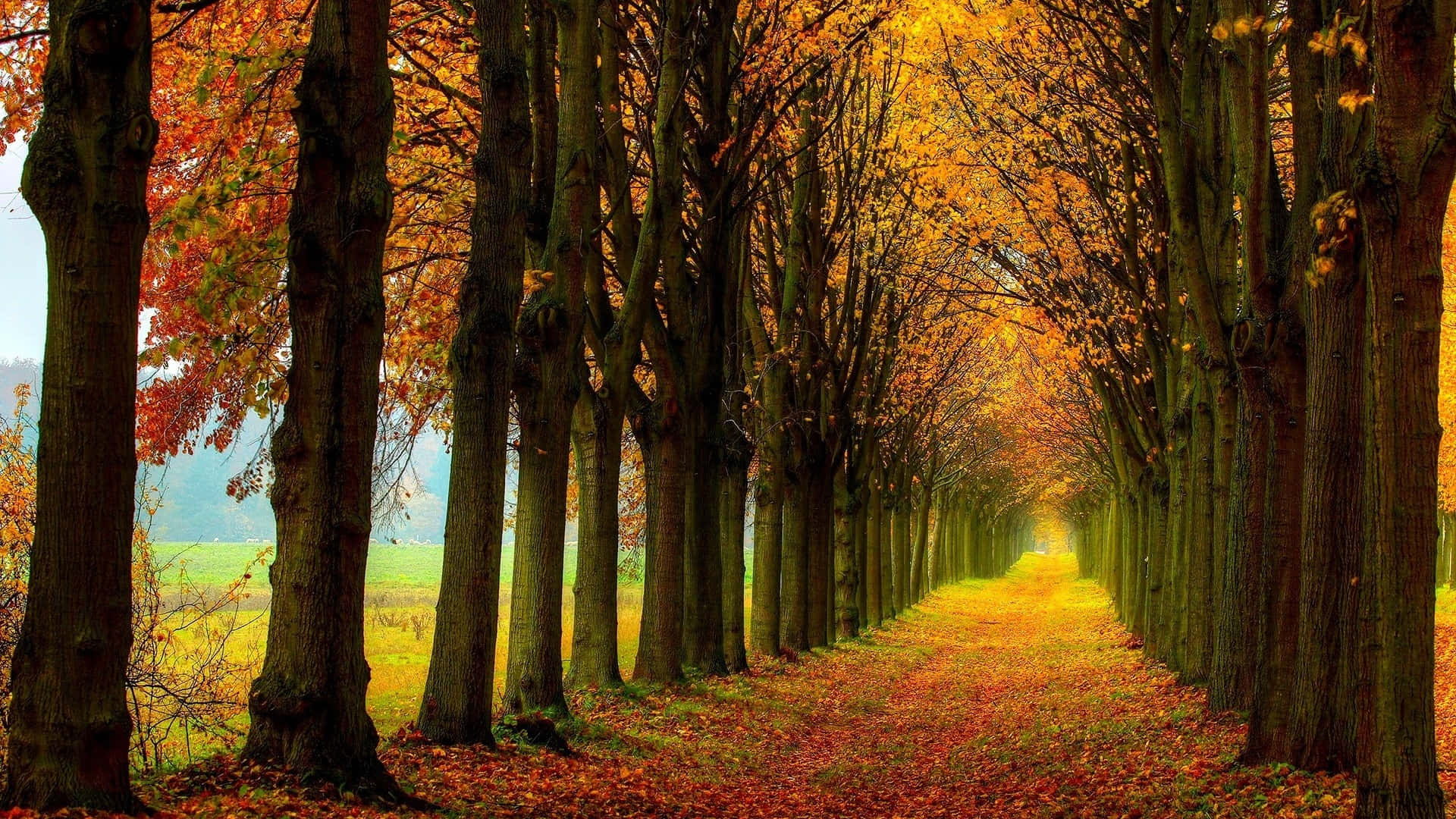 Path In The Midst Of Autumn Trees Wallpaper