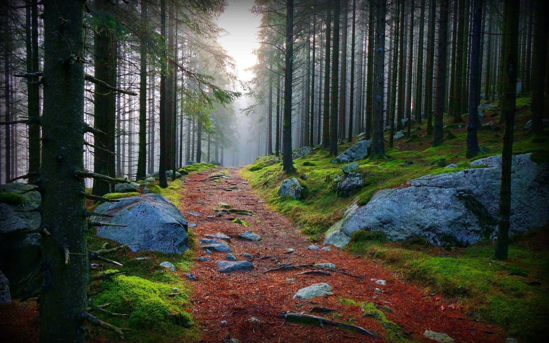 Path Through The Rocky Forest Wallpaper
