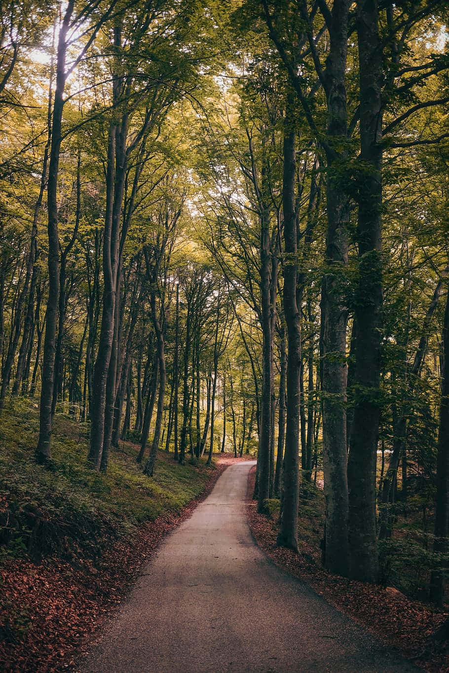 Path Through The Woods Wallpaper