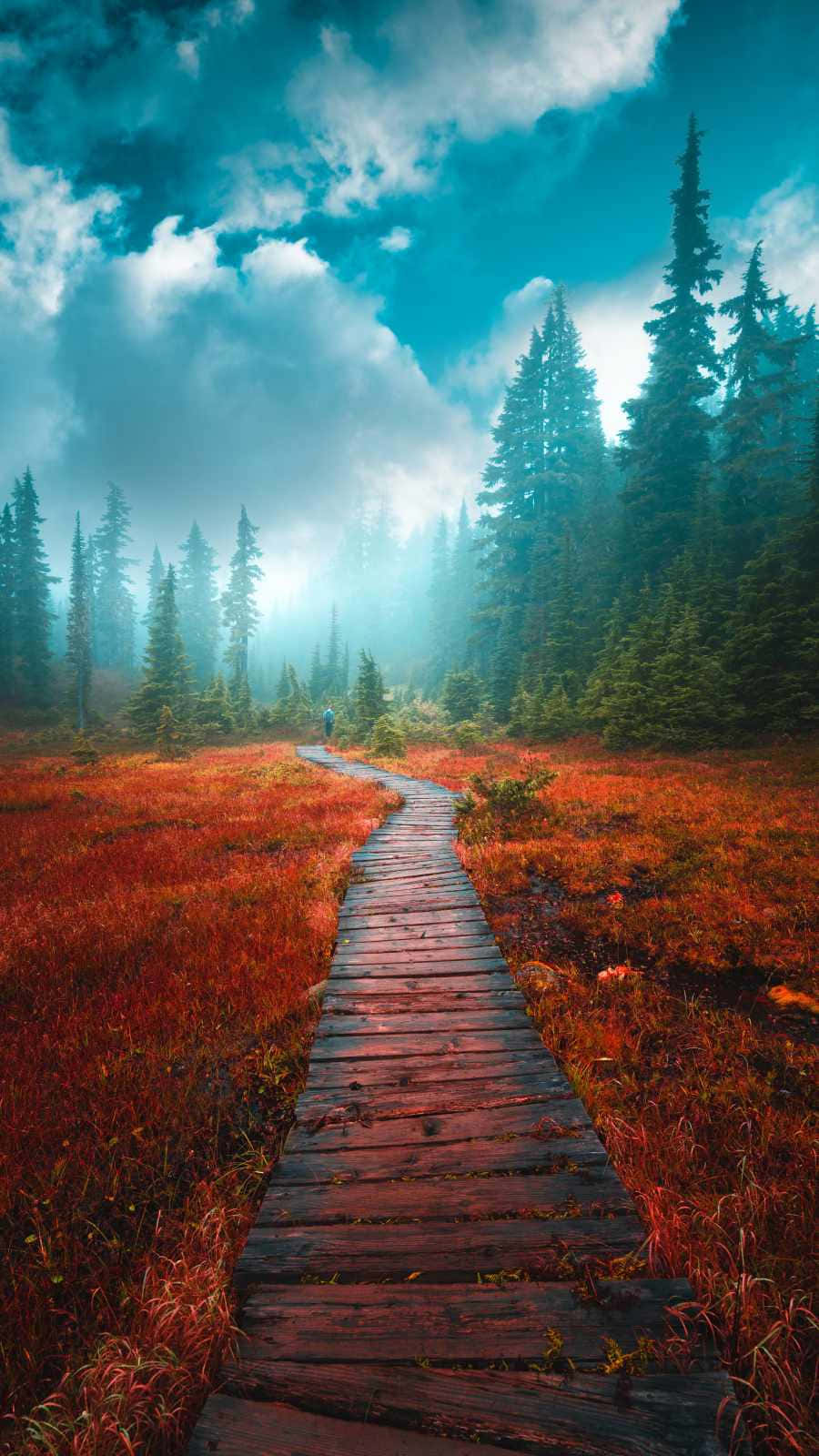 Path To The Foggy Forest Wallpaper