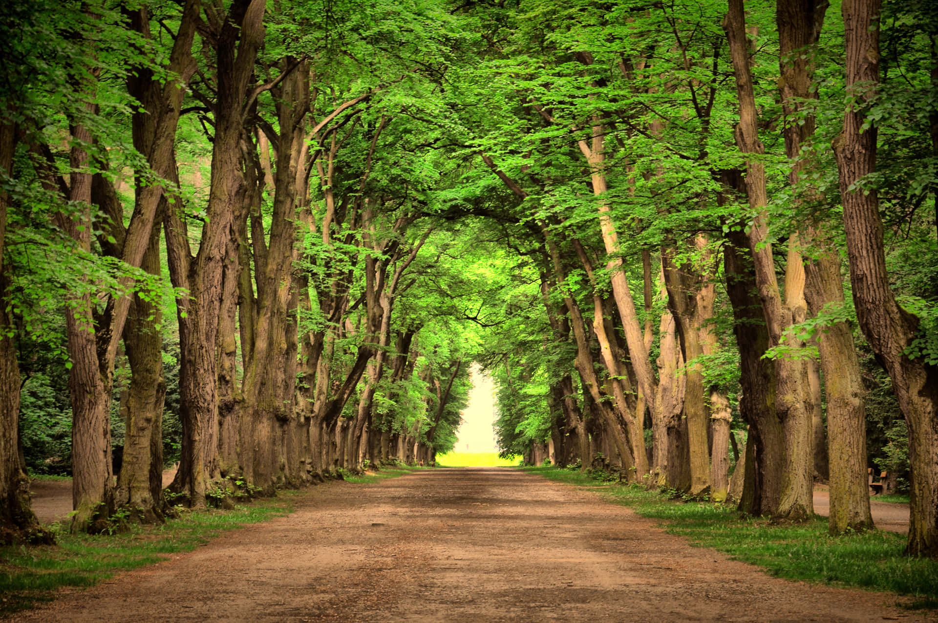 Path Under The Tunnel Of Tall Trees Wallpaper