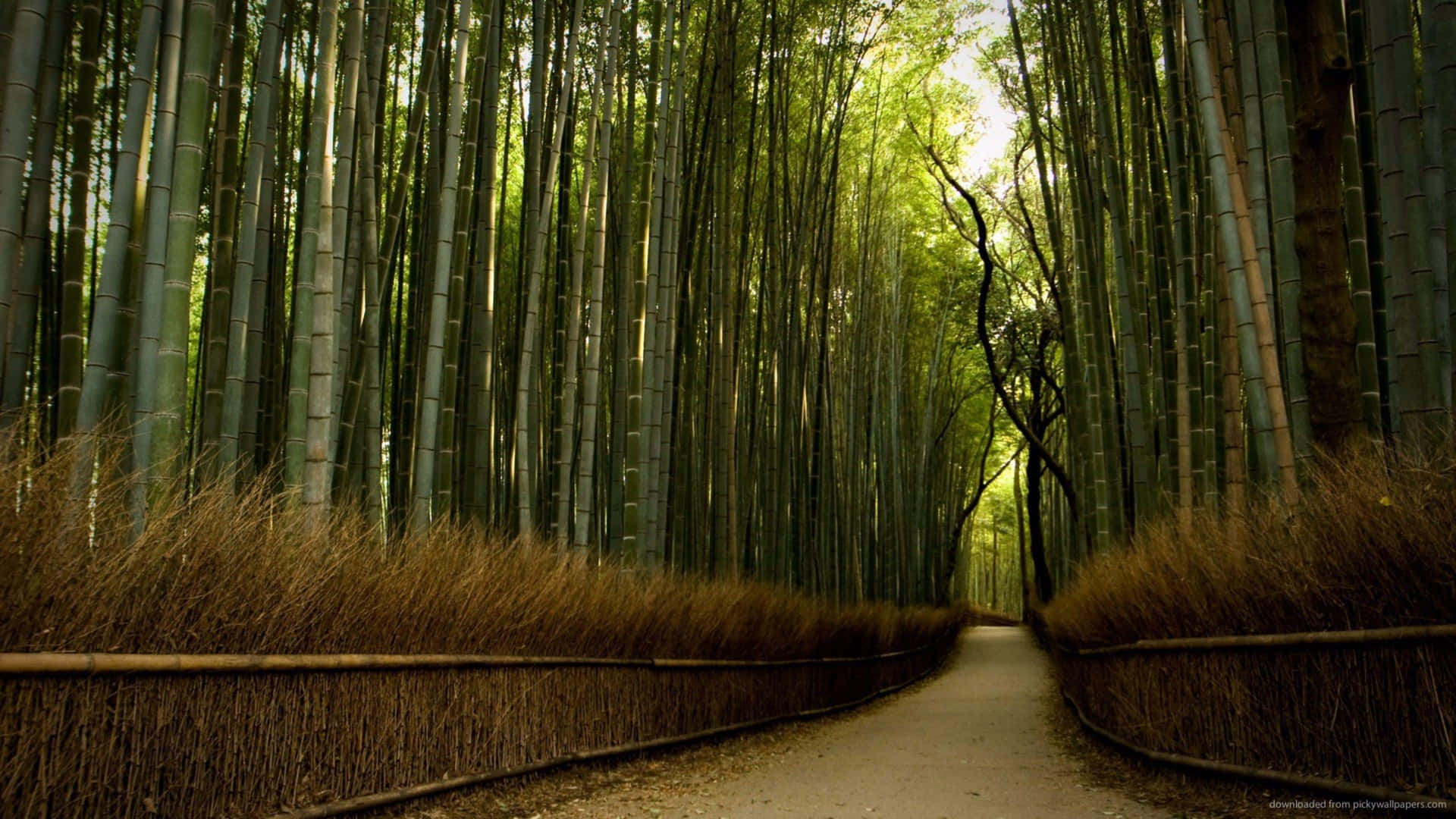 Path With Thick Bamboo Trees Wallpaper