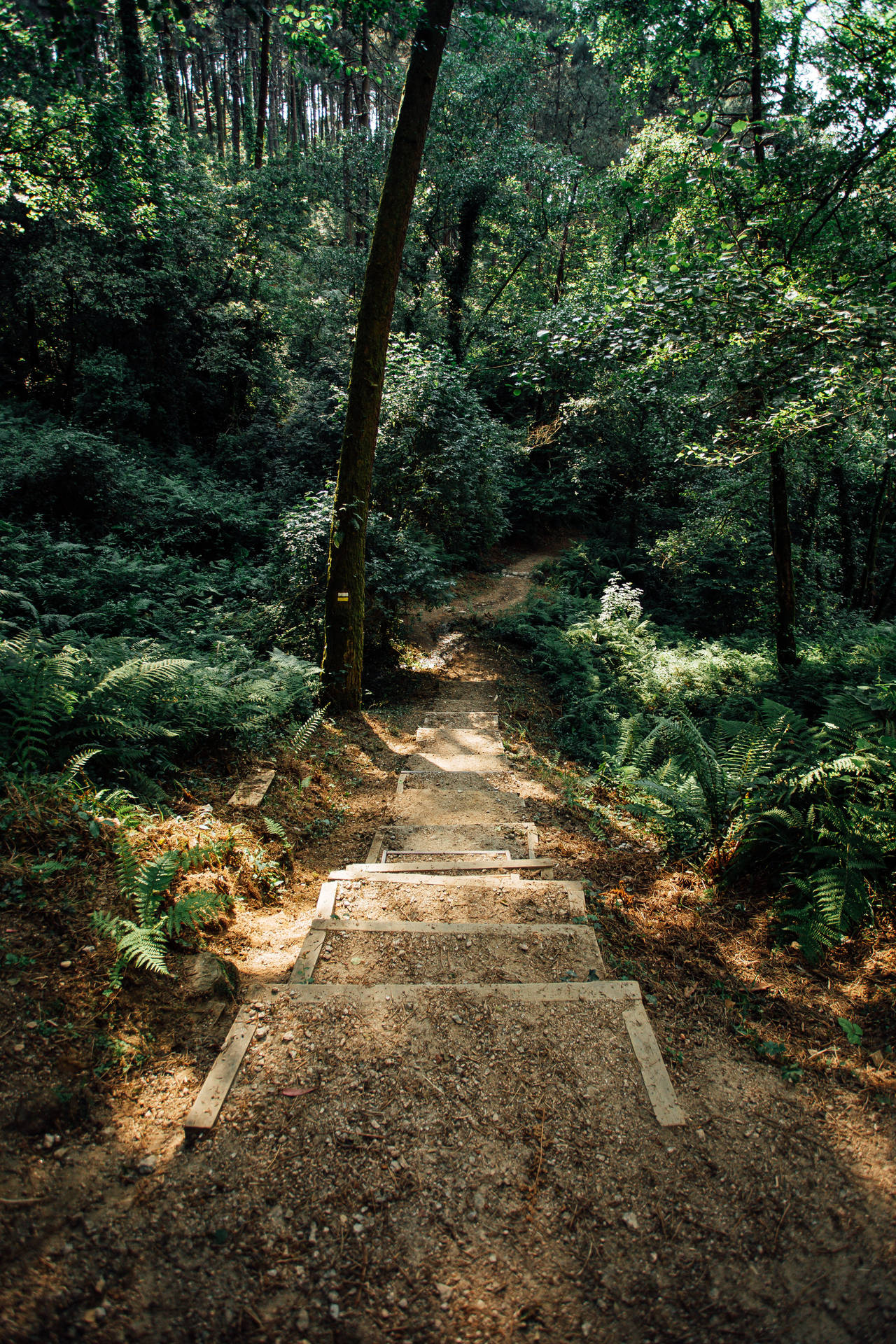 Pathway To Forest Greenery Wallpaper