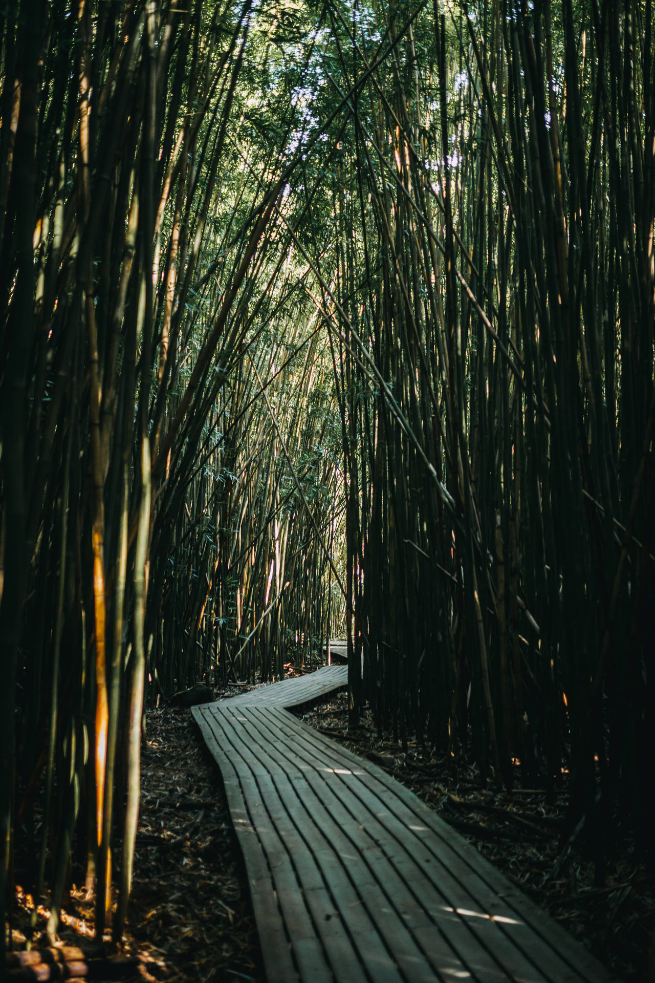 Pathway With Bamboos