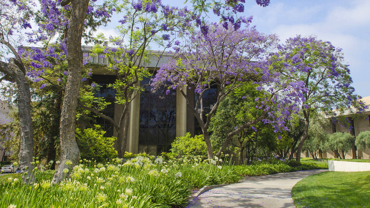 Pathway With Garden At Caltech Wallpaper