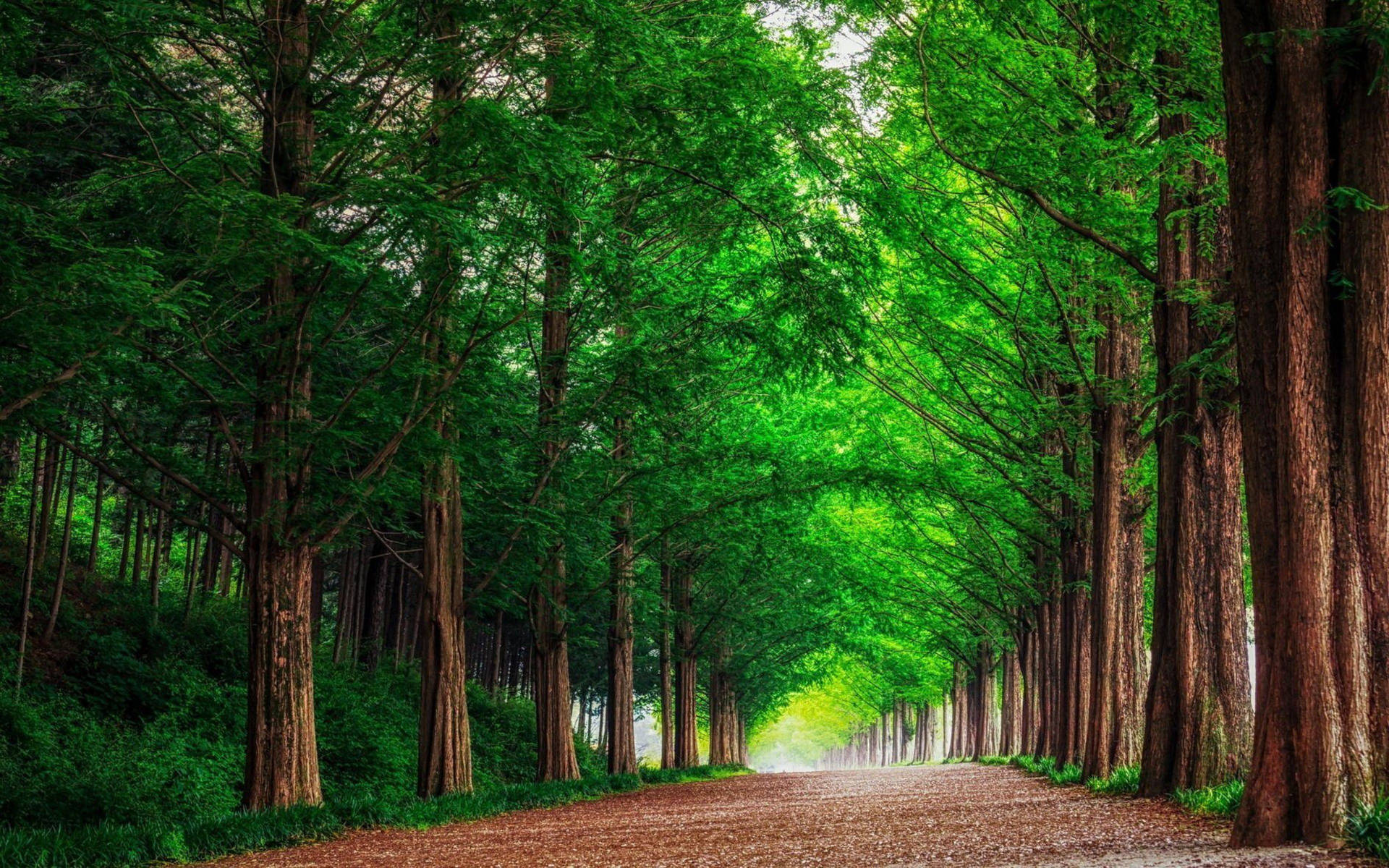 Pathway With Large Trees 4k Forest Wallpaper