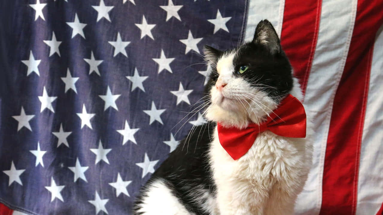 Patriotic Catwith American Flagand Red Bow Tie Wallpaper