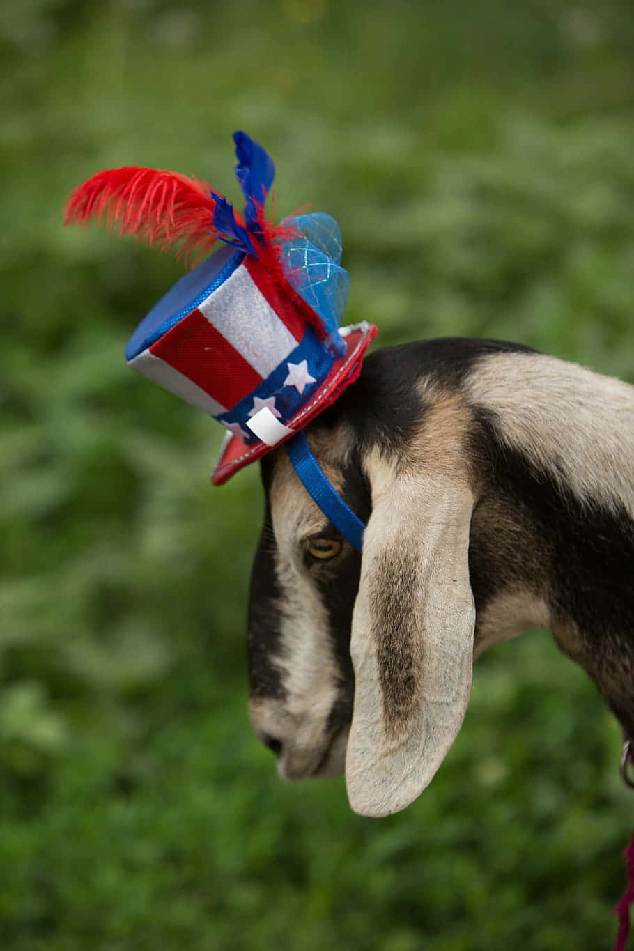 Patriotic Goatwith Hat Wallpaper