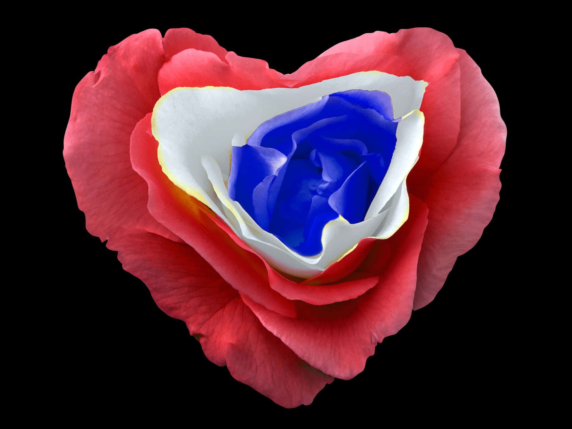 Patriotic Rose Heart Shaped Petals PNG