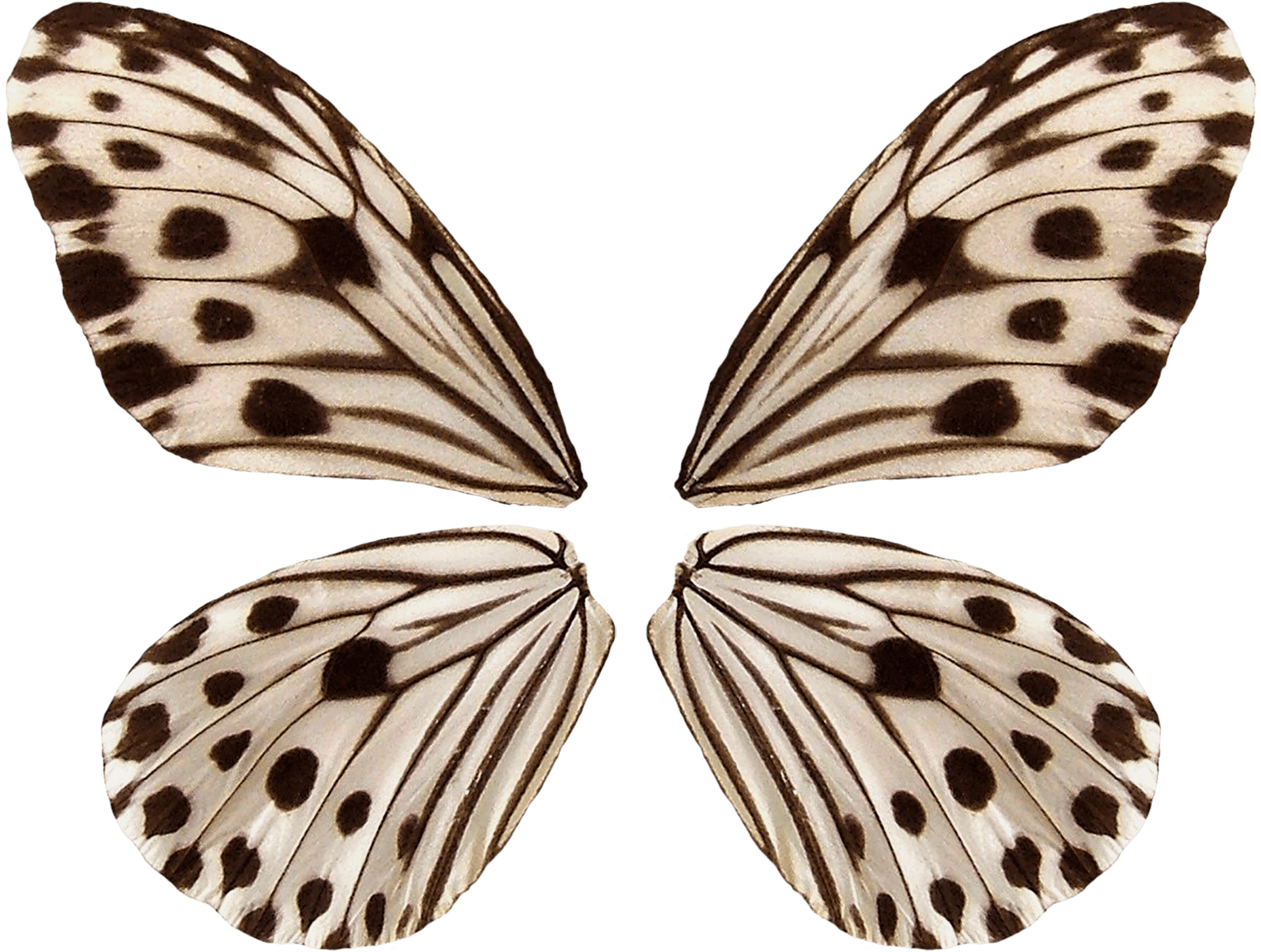Patterned Butterfly Wings Symmetry PNG