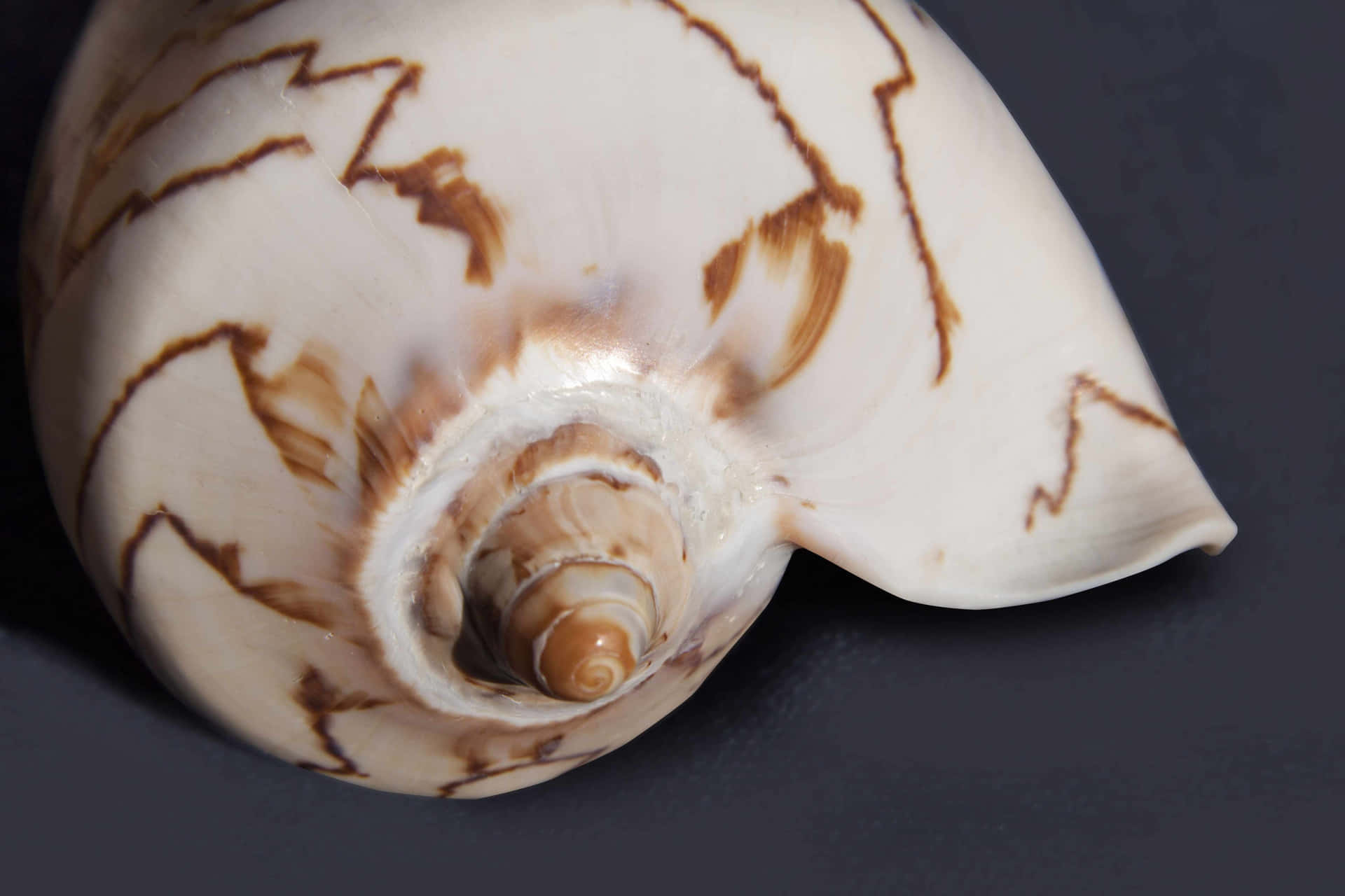 Patterned Marine Snail Shell Wallpaper