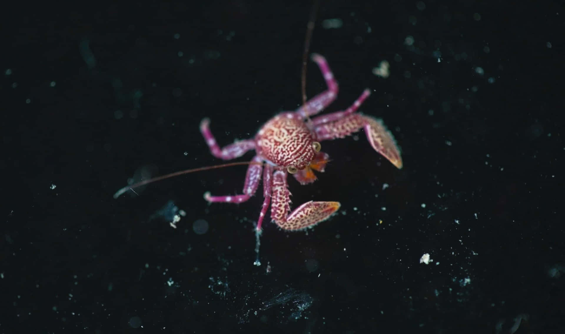 Patterned Pink Crustaceanin Dark Waters.jpg Wallpaper
