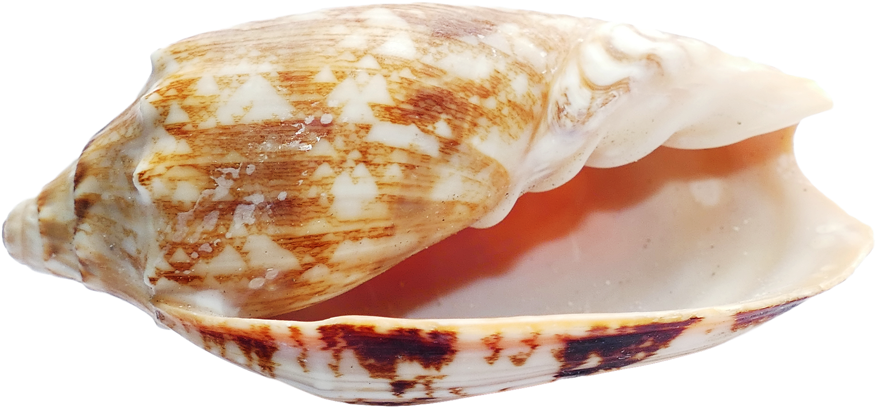 Patterned Seashell Isolated.png PNG