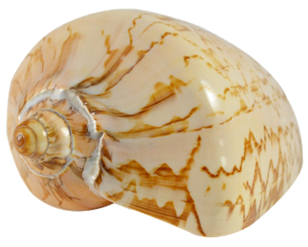 Patterned Seashell Spiral PNG