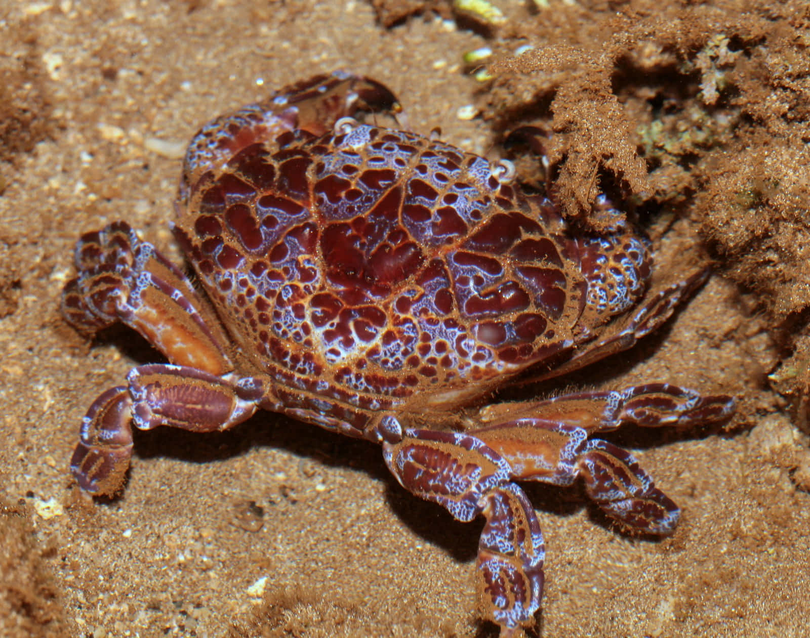 Kepiting Xanthid Berpola Di Pasir Wallpaper