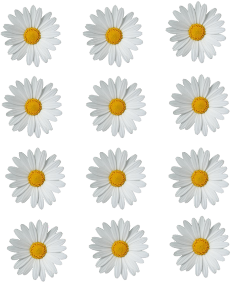 Patternof White Daisieson Gray Background PNG