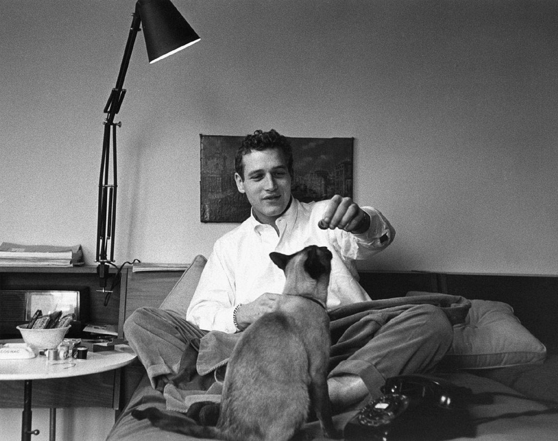 Paul Newman med en kat til tapet Wallpaper