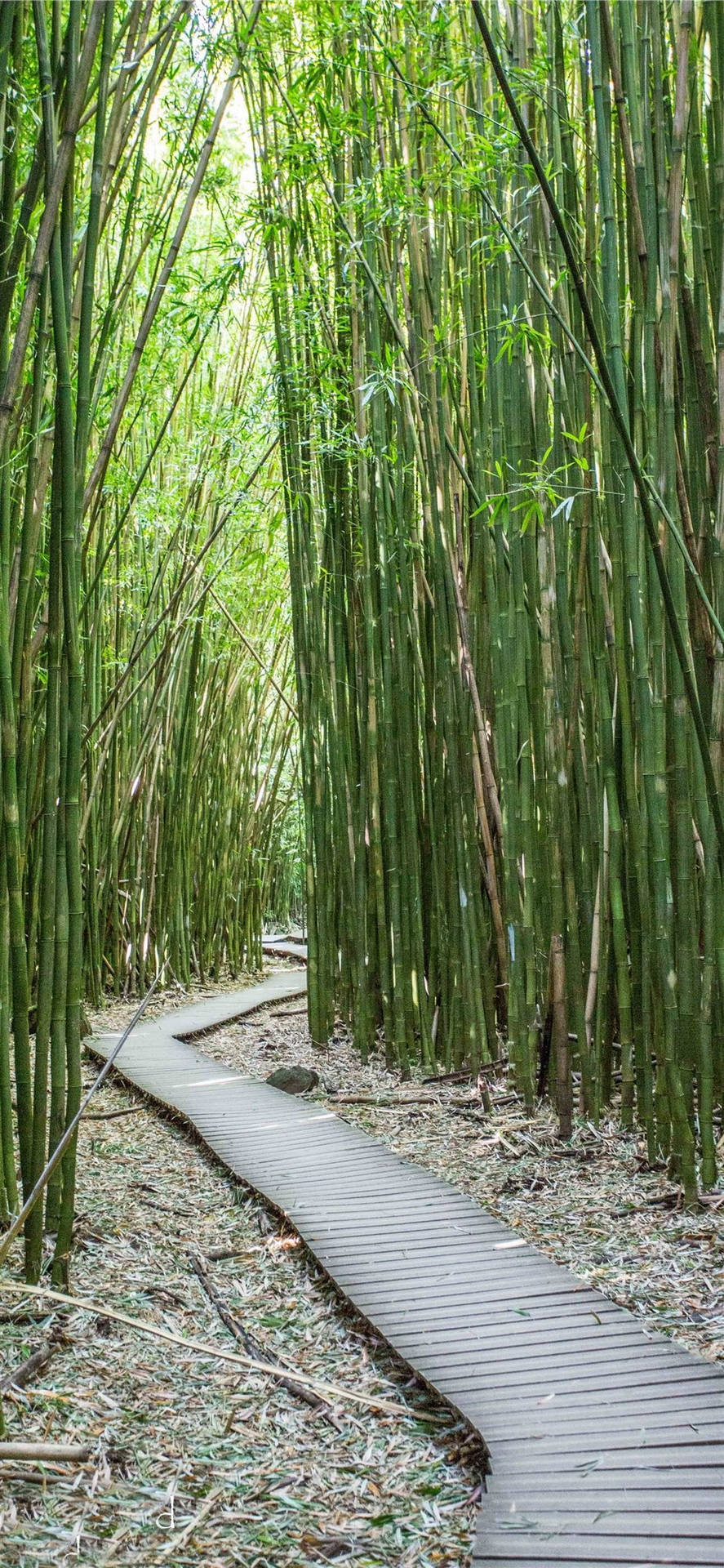 Caminode Bambú Pavimentado Para Iphone. Fondo de pantalla