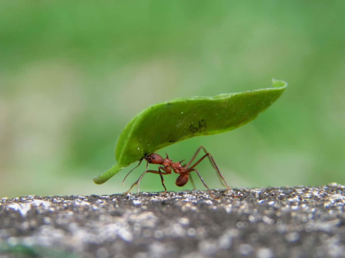 Pavement Ant Carrying Leaf Wallpaper