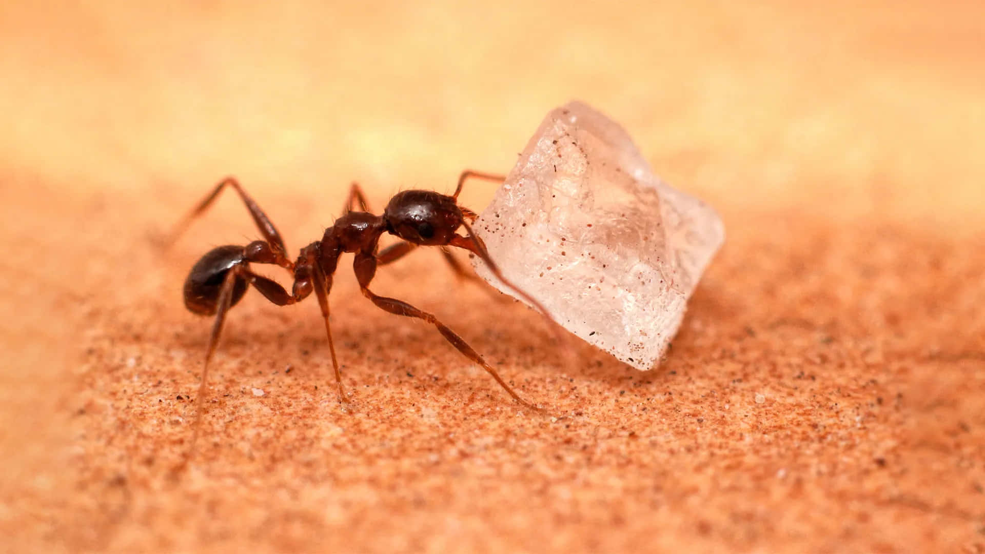 Pavement Ant Carrying Sugar Crystal Wallpaper