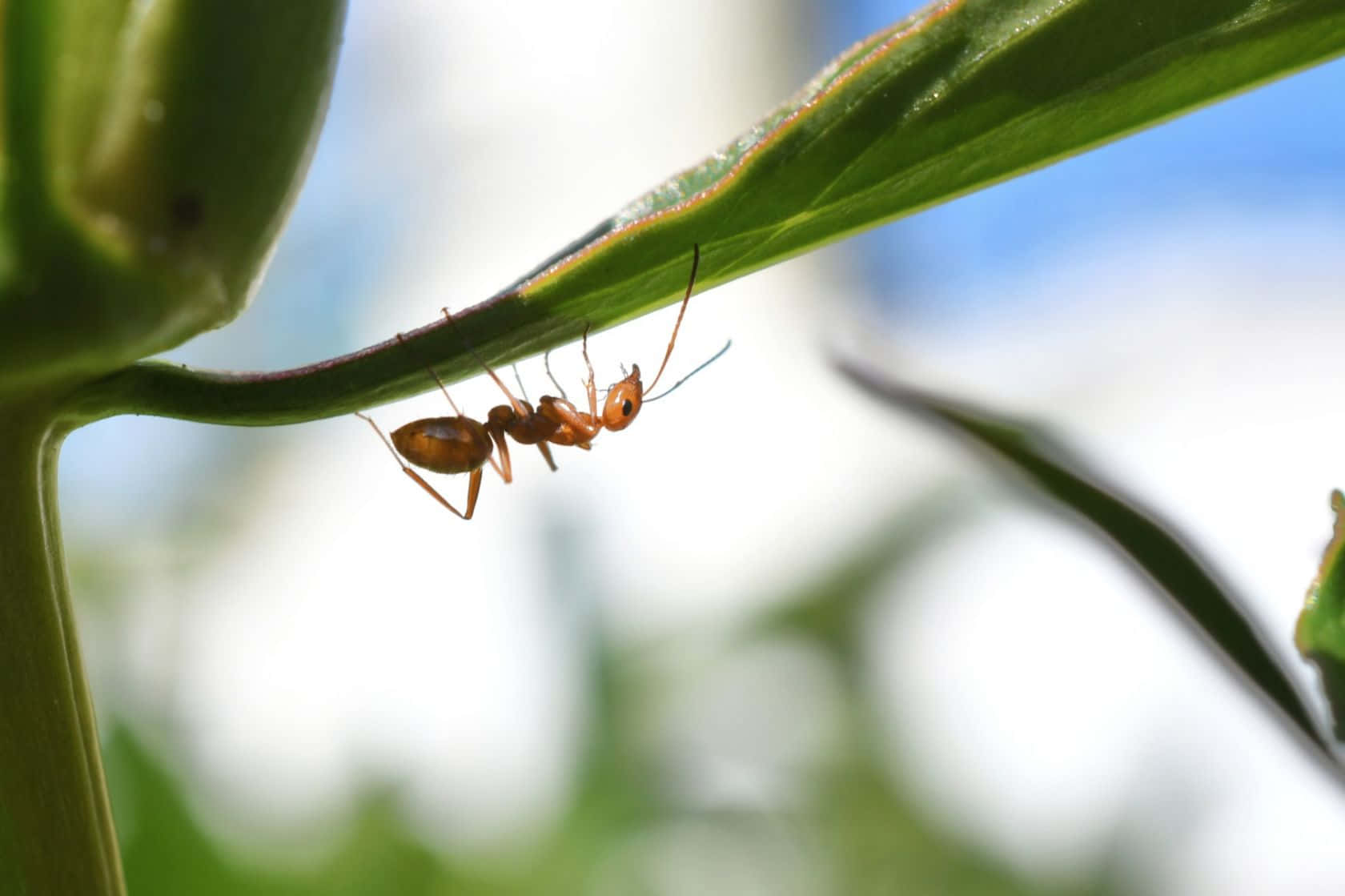 Pavement Ant Exploring Plant Stem Wallpaper