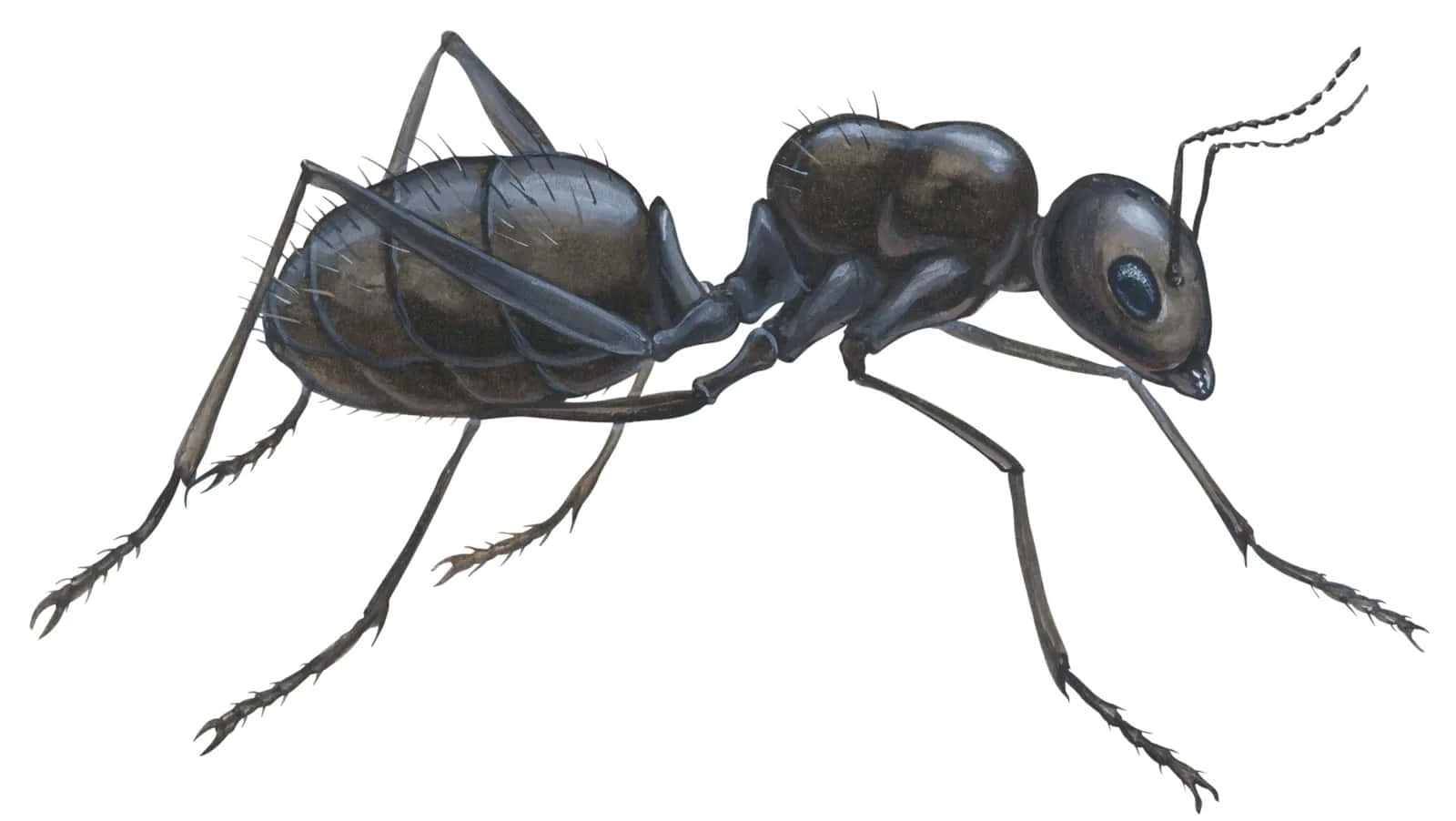Pavement Ant Illustration Wallpaper