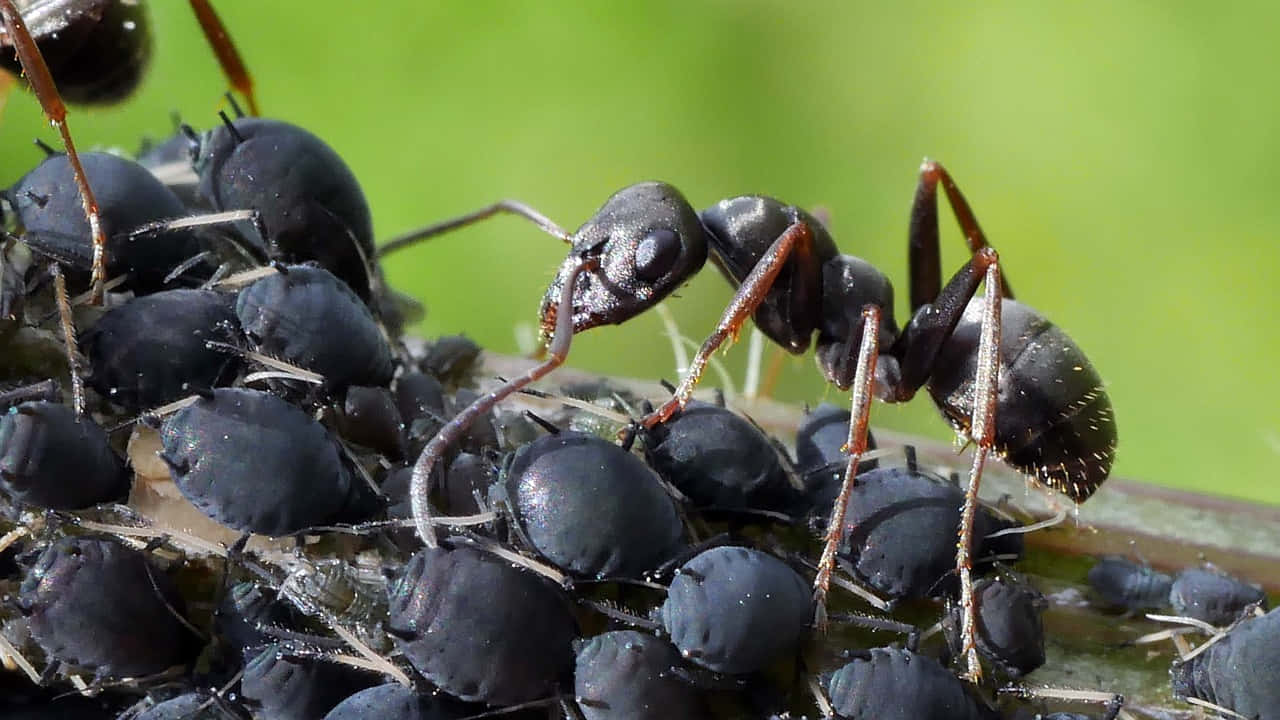 Pavement Ant Tending Aphids Wallpaper