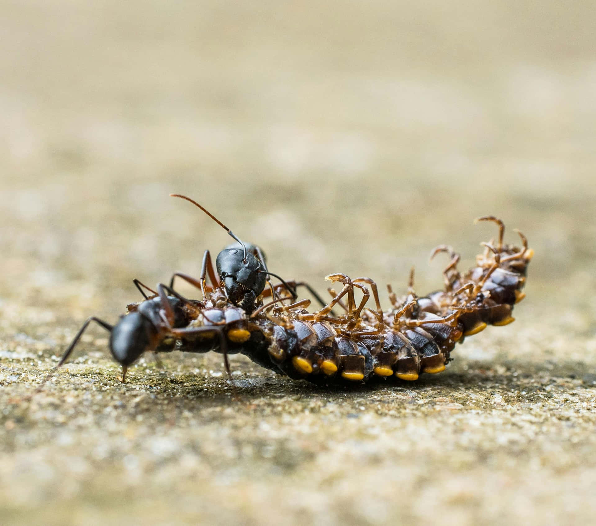 Pavement Ants Feastingon Insect Wallpaper