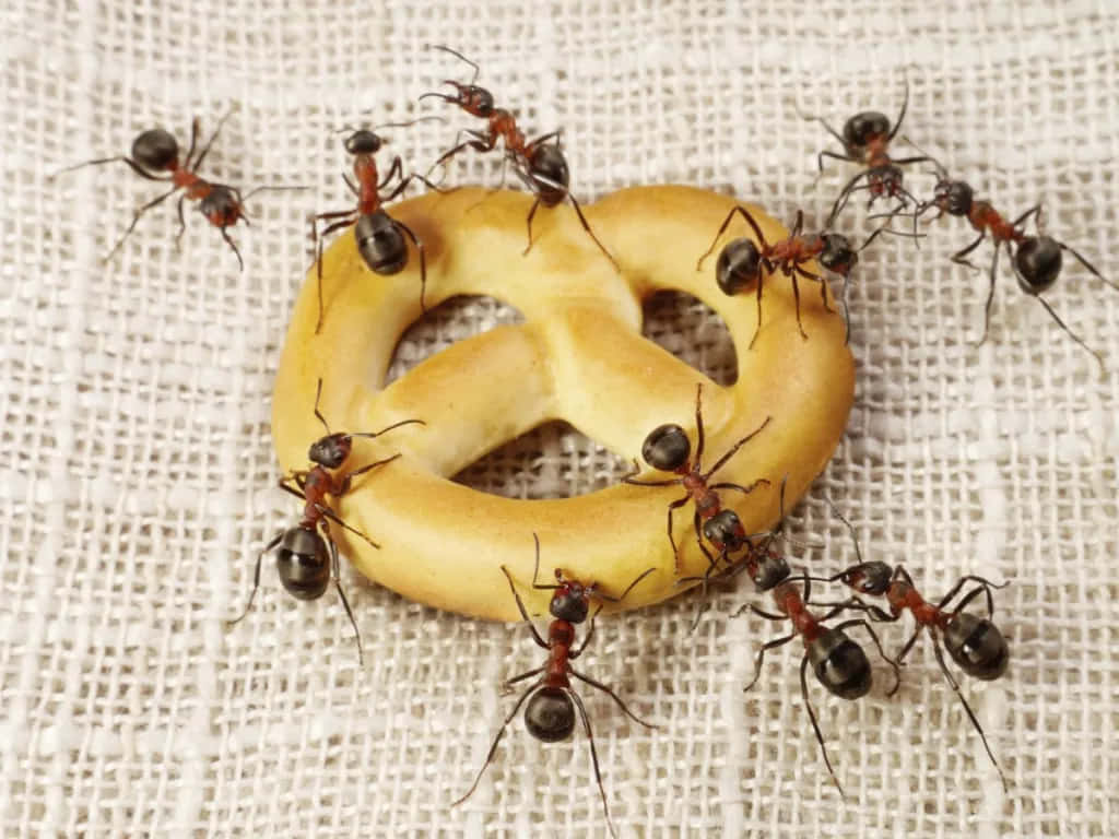 Pavement Ants Feastingon Pretzel Wallpaper