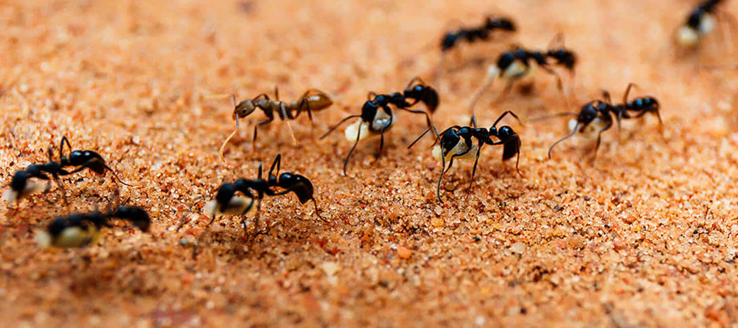 Pavement Ants Marching Wallpaper