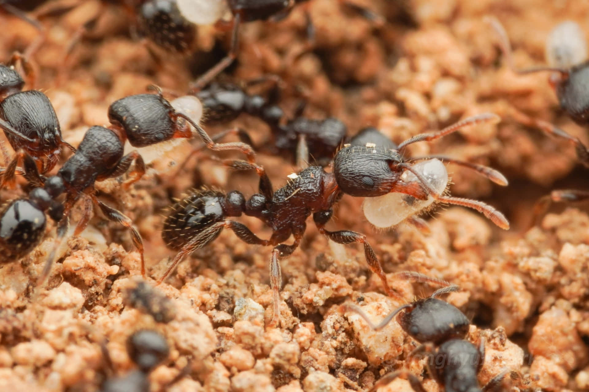 Pavement Ants Working Together Wallpaper